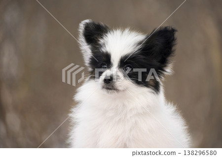 Detailed headshot of a cute Papillon puppy with distinctive black and white markings. The focus is on the expressive eyes and soft fur of the young dog Detailed headshot of a cute Papillon puppy with distinctive black and white markings. The focus is on the expressive eyes and soft fur of the young dog 138296580