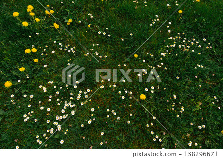 Spring grass meadow with blooming daisies and dandelions in Czech countryside in spring Spring grass meadow with blooming daisies and dandelions in Czech countryside in spring 138296671
