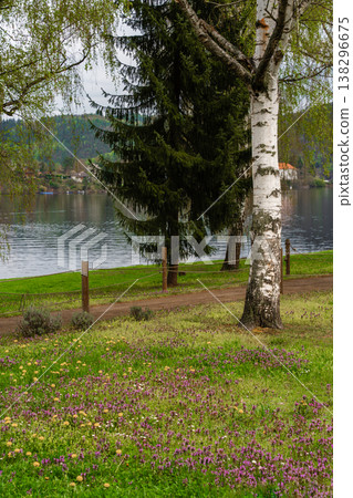 Spring birch trees and wildflowers by lakeside path in countryside nature park - Czech Republic. Spring birch trees and wildflowers by lakeside path in countryside nature park - Czech Republic. 138296675