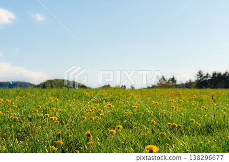 Fresh spring meadow in the Czech Republic with blooming yellow dandelions under a clear blue sky. 138296677