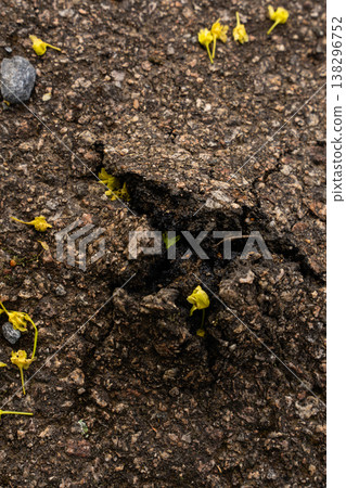 Macro view of cracked asphalt with small yellow flowers and rough texture - spring ground detail Macro view of cracked asphalt with small yellow flowers and rough texture - spring ground detail 138296752