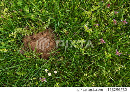 Fresh soil mound on green grass, likely from mole or shrew activity, natural outdoor ground texture. Fresh soil mound on green grass, likely from mole or shrew activity, natural outdoor ground texture. 138296780