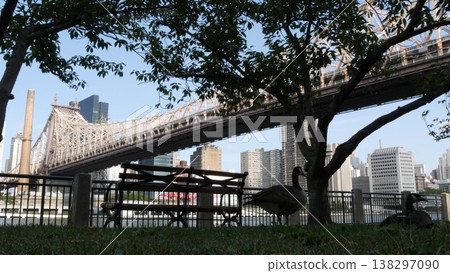 New York City Manhattan Midtown Queensboro bridge, USA. Roosevelt island park nature wild goose bird 138297090