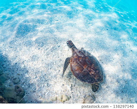 體型碩大、容貌美麗的綠海龜及其他海洋生物。美麗的珊瑚礁和成群的熱帶魚。安室島，沖繩縣，島尻郡，慶良間群島，座間味島。 138297140