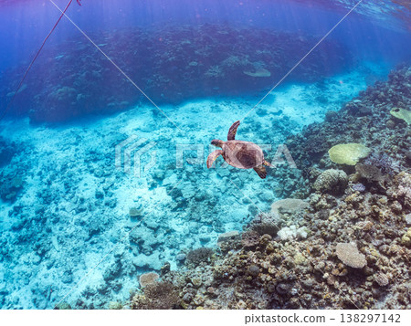 體型碩大、容貌美麗的綠海龜及其他海洋生物。美麗的珊瑚礁和成群的熱帶魚。安室島,沖繩縣,島尻郡,慶良間群島,座間味島。 體型碩大、容貌美麗的綠海龜及其他海洋生物。美麗的珊瑚礁和成群的熱帶魚。安室島,沖繩縣,島尻郡,慶良間群島,座間味島。 138297142