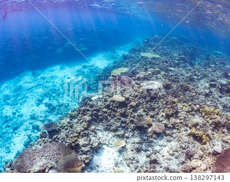 Large and beautiful green sea turtles and other creatures. Beautiful coral reefs and schools of tropical fish. Amuro Island, Okinawa Prefecture, Shimajiri District, Kerama Islands, Zamami Island. 138297143