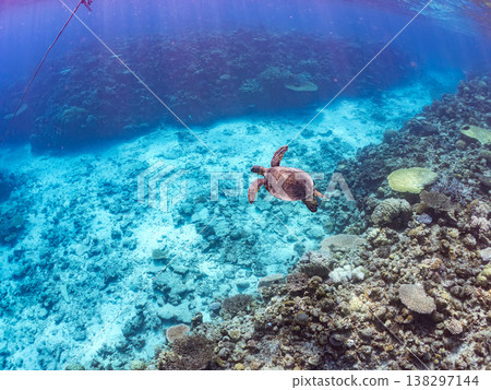 Large and beautiful green sea turtles and other creatures. Beautiful coral reefs and schools of tropical fish. Amuro Island, Okinawa Prefecture, Shimajiri District, Kerama Islands, Zamami Island. 138297144