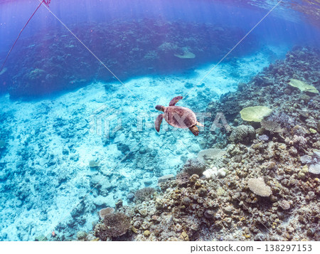 體型碩大、容貌美麗的綠海龜及其他海洋生物。美麗的珊瑚礁和成群的熱帶魚。安室島,沖繩縣,島尻郡,慶良間群島,座間味島。 體型碩大、容貌美麗的綠海龜及其他海洋生物。美麗的珊瑚礁和成群的熱帶魚。安室島,沖繩縣,島尻郡,慶良間群島,座間味島。 138297153