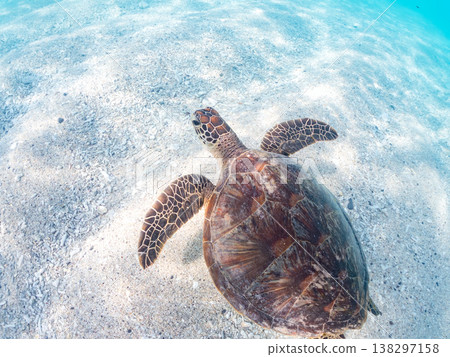 體型碩大、容貌美麗的綠海龜及其他海洋生物。美麗的珊瑚礁和成群的熱帶魚。安室島，沖繩縣，島尻郡，慶良間群島，座間味島。 138297158