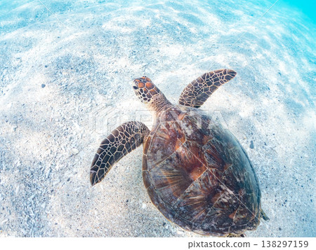 體型碩大、容貌美麗的綠海龜及其他海洋生物。美麗的珊瑚礁和成群的熱帶魚。安室島，沖繩縣，島尻郡，慶良間群島，座間味島。 138297159