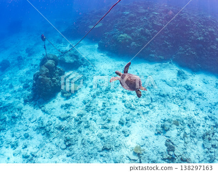 體型碩大、容貌美麗的綠海龜及其他海洋生物。美麗的珊瑚礁和成群的熱帶魚。安室島，沖繩縣，島尻郡，慶良間群島，座間味島。 138297163