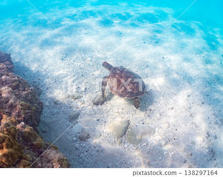 體型碩大、容貌美麗的綠海龜及其他海洋生物。美麗的珊瑚礁和成群的熱帶魚。安室島，沖繩縣，島尻郡，慶良間群島，座間味島。 138297164