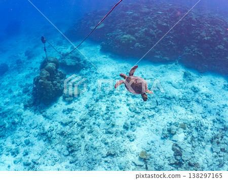 體型碩大、容貌美麗的綠海龜及其他海洋生物。美麗的珊瑚礁和成群的熱帶魚。安室島,沖繩縣,島尻郡,慶良間群島,座間味島。 體型碩大、容貌美麗的綠海龜及其他海洋生物。美麗的珊瑚礁和成群的熱帶魚。安室島,沖繩縣,島尻郡,慶良間群島,座間味島。 138297165
