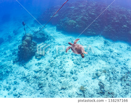 體型碩大、容貌美麗的綠海龜及其他海洋生物。美麗的珊瑚礁和成群的熱帶魚。安室島，沖繩縣，島尻郡，慶良間群島，座間味島。 138297166