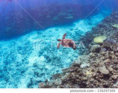 Large and beautiful green sea turtles and other creatures. Beautiful coral reefs and schools of tropical fish. Amuro Island, Okinawa Prefecture, Shimajiri District, Kerama Islands, Zamami Island. 138297169