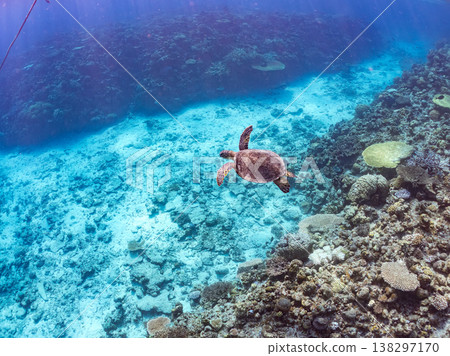 體型碩大、容貌美麗的綠海龜及其他海洋生物。美麗的珊瑚礁和成群的熱帶魚。安室島,沖繩縣,島尻郡,慶良間群島,座間味島。 體型碩大、容貌美麗的綠海龜及其他海洋生物。美麗的珊瑚礁和成群的熱帶魚。安室島,沖繩縣,島尻郡,慶良間群島,座間味島。 138297170
