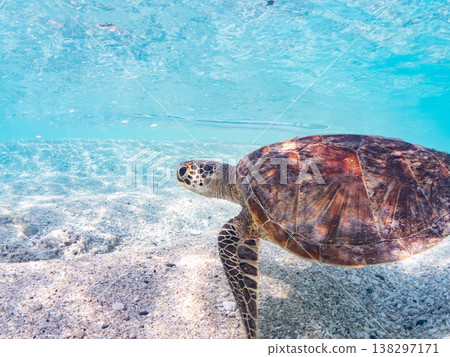 Large and beautiful green sea turtles and other creatures. Beautiful coral reefs and schools of tropical fish. Amuro Island, Okinawa Prefecture, Shimajiri District, Kerama Islands, Zamami Island. 138297171
