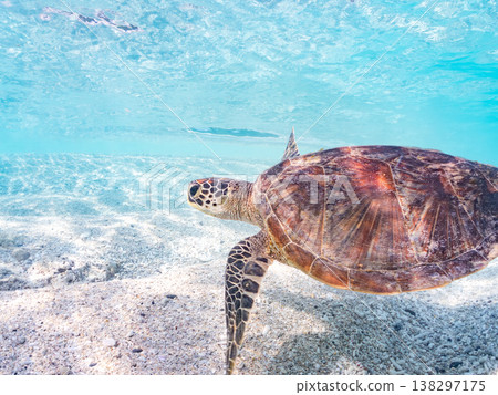 Large and beautiful green sea turtles and other creatures. Beautiful coral reefs and schools of tropical fish. Amuro Island, Okinawa Prefecture, Shimajiri District, Kerama Islands, Zamami Island. 138297175
