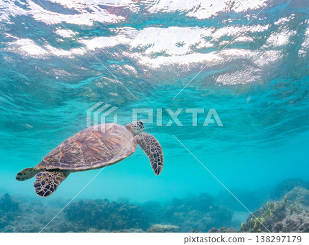 體型碩大、容貌美麗的綠海龜及其他海洋生物。美麗的珊瑚礁和成群的熱帶魚。安室島，沖繩縣，島尻郡，慶良間群島，座間味島。 138297179