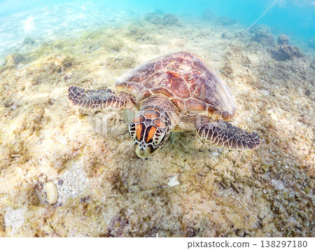 體型碩大、容貌美麗的綠海龜及其他海洋生物。美麗的珊瑚礁和成群的熱帶魚。安室島，沖繩縣，島尻郡，慶良間群島，座間味島。 138297180