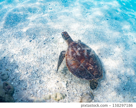 體型碩大、容貌美麗的綠海龜及其他海洋生物。美麗的珊瑚礁和成群的熱帶魚。安室島,沖繩縣,島尻郡,慶良間群島,座間味島。 體型碩大、容貌美麗的綠海龜及其他海洋生物。美麗的珊瑚礁和成群的熱帶魚。安室島,沖繩縣,島尻郡,慶良間群島,座間味島。 138297186