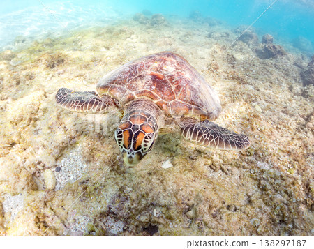Large and beautiful green sea turtles and other creatures. Beautiful coral reefs and schools of tropical fish. Amuro Island, Okinawa Prefecture, Shimajiri District, Kerama Islands, Zamami Island. 138297187