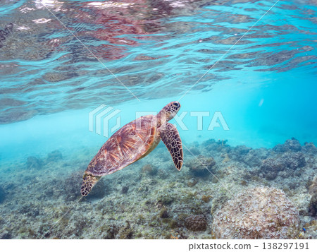 體型碩大、容貌美麗的綠海龜及其他海洋生物。美麗的珊瑚礁和成群的熱帶魚。安室島,沖繩縣,島尻郡,慶良間群島,座間味島。 體型碩大、容貌美麗的綠海龜及其他海洋生物。美麗的珊瑚礁和成群的熱帶魚。安室島,沖繩縣,島尻郡,慶良間群島,座間味島。 138297191