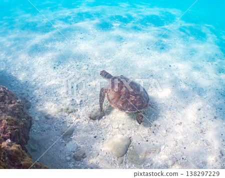 體型碩大、容貌美麗的綠海龜及其他海洋生物。美麗的珊瑚礁和成群的熱帶魚。安室島，沖繩縣，島尻郡，慶良間群島，座間味島。 138297229
