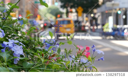 Flowers near Broadway street and Union Square, Manhattan Midtown road, New York City, United States. 138297318