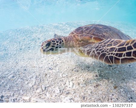 體型碩大、容貌美麗的綠海龜及其他海洋生物。美麗的珊瑚礁和成群的熱帶魚。安室島,沖繩縣,島尻郡,慶良間群島,座間味島。 體型碩大、容貌美麗的綠海龜及其他海洋生物。美麗的珊瑚礁和成群的熱帶魚。安室島,沖繩縣,島尻郡,慶良間群島,座間味島。 138297337