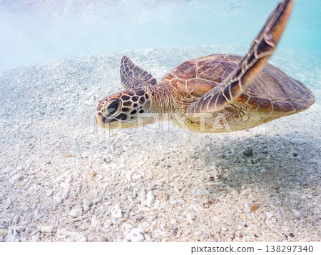 體型碩大、容貌美麗的綠海龜及其他海洋生物。美麗的珊瑚礁和成群的熱帶魚。安室島，沖繩縣，島尻郡，慶良間群島，座間味島。 138297340