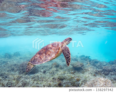 體型碩大、容貌美麗的綠海龜及其他海洋生物。美麗的珊瑚礁和成群的熱帶魚。安室島，沖繩縣，島尻郡，慶良間群島，座間味島。 138297342