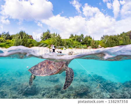 Large and beautiful green sea turtles and other creatures. Beautiful coral reefs and schools of tropical fish. Amuro Island, Okinawa Prefecture, Shimajiri District, Kerama Islands, Zamami Island. 138297358