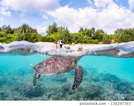 Large and beautiful green sea turtles and other creatures. Beautiful coral reefs and schools of tropical fish. Amuro Island, Okinawa Prefecture, Shimajiri District, Kerama Islands, Zamami Island. 138297363