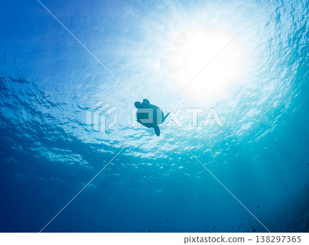 體型碩大、容貌美麗的綠海龜及其他海洋生物。美麗的珊瑚礁和成群的熱帶魚。安室島，沖繩縣，島尻郡，慶良間群島，座間味島。 138297365