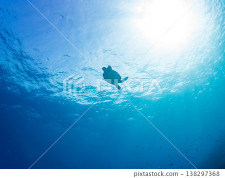 體型碩大、容貌美麗的綠海龜及其他海洋生物。美麗的珊瑚礁和成群的熱帶魚。安室島,沖繩縣,島尻郡,慶良間群島,座間味島。 體型碩大、容貌美麗的綠海龜及其他海洋生物。美麗的珊瑚礁和成群的熱帶魚。安室島,沖繩縣,島尻郡,慶良間群島,座間味島。 138297368