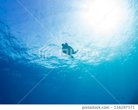 體型碩大、容貌美麗的綠海龜及其他海洋生物。美麗的珊瑚礁和成群的熱帶魚。安室島，沖繩縣，島尻郡，慶良間群島，座間味島。 138297371