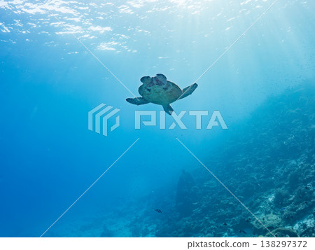 體型碩大、容貌美麗的綠海龜及其他海洋生物。美麗的珊瑚礁和成群的熱帶魚。安室島，沖繩縣，島尻郡，慶良間群島，座間味島。 138297372