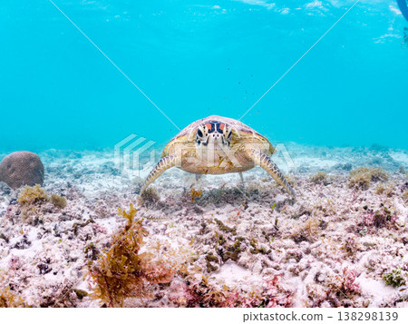 綠海龜正在吃海藻，還有其他海洋生物。美麗的珊瑚礁和成群的熱帶魚。沖繩縣島尻郡慶良間群島赤島前濱海灘 138298139