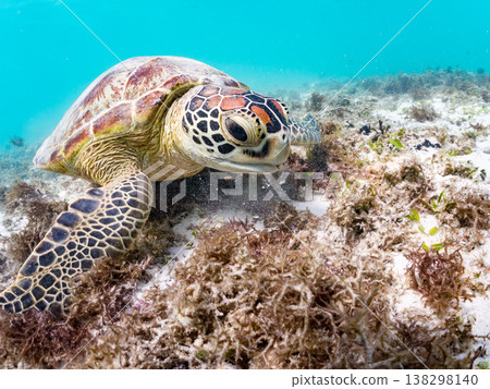 綠海龜正在吃海藻，還有其他海洋生物。美麗的珊瑚礁和成群的熱帶魚。沖繩縣島尻郡慶良間群島赤島前濱海灘 138298140