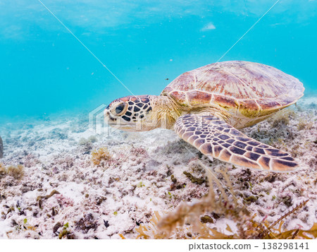 綠海龜正在吃海藻，還有其他海洋生物。美麗的珊瑚礁和成群的熱帶魚。沖繩縣島尻郡慶良間群島赤島前濱海灘 138298141