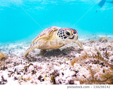 綠海龜正在吃海藻，還有其他海洋生物。美麗的珊瑚礁和成群的熱帶魚。沖繩縣島尻郡慶良間群島赤島前濱海灘 138298142