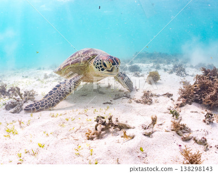 綠海龜正在吃海藻，還有其他海洋生物。美麗的珊瑚礁和成群的熱帶魚。沖繩縣島尻郡慶良間群島赤島前濱海灘 138298143