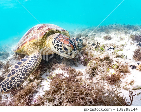 綠海龜正在吃海藻，還有其他海洋生物。美麗的珊瑚礁和成群的熱帶魚。沖繩縣島尻郡慶良間群島赤島前濱海灘 138298144
