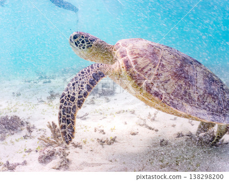 綠海龜正在吃海藻,還有其他海洋生物。美麗的珊瑚礁和成群的熱帶魚。沖繩縣島尻郡慶良間群島赤島前濱海灘 綠海龜正在吃海藻,還有其他海洋生物。美麗的珊瑚礁和成群的熱帶魚。沖繩縣島尻郡慶良間群島赤島前濱海灘 138298200