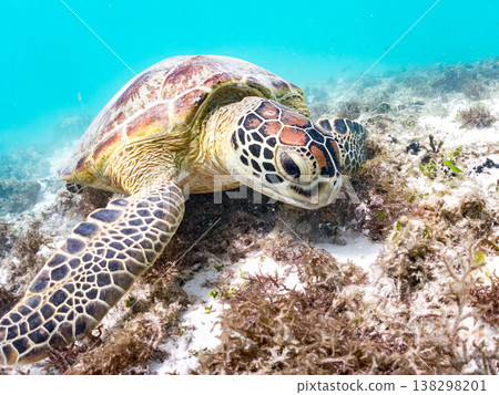 綠海龜正在吃海藻，還有其他海洋生物。美麗的珊瑚礁和成群的熱帶魚。沖繩縣島尻郡慶良間群島赤島前濱海灘 138298201