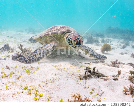 綠海龜正在吃海藻,還有其他海洋生物。美麗的珊瑚礁和成群的熱帶魚。沖繩縣島尻郡慶良間群島赤島前濱海灘 綠海龜正在吃海藻,還有其他海洋生物。美麗的珊瑚礁和成群的熱帶魚。沖繩縣島尻郡慶良間群島赤島前濱海灘 138298241
