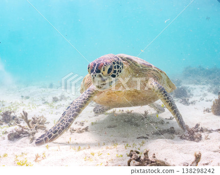 綠海龜正在吃海藻，還有其他海洋生物。美麗的珊瑚礁和成群的熱帶魚。沖繩縣島尻郡慶良間群島赤島前濱海灘 138298242