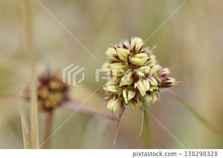 Poa rose Poa rose 138298328