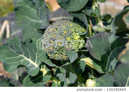 在該字段中的西蘭花 138298464